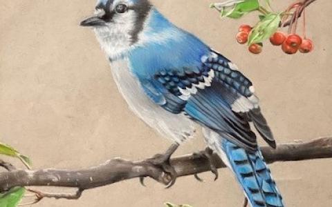 Blue Jay by Joe Whitten