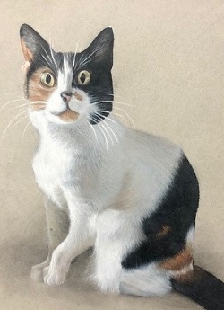 Kally, A Calico Cat