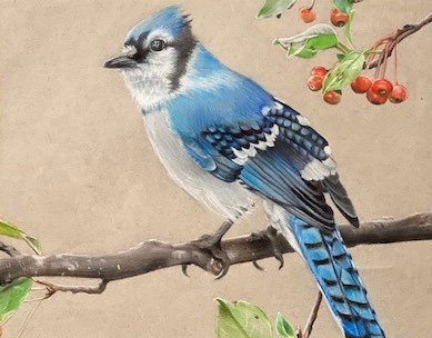 Blue Jay